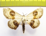 Problepsis phoebearia  Russia, Far East - INSECTS-STORE.RU