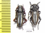 Iberodorcadion abulense  Spain - INSECTS-STORE.RU