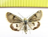 Noctuidae sp.  China, Tibet  5200m - INSECTS-STORE.RU