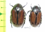 Trichostetha capensis ssp., pair  South Africa Rep. - INSECTS-STORE.RU