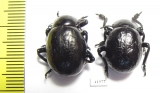 Timarcha sp., pair  Morocco - INSECTS-STORE.RU