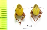 Hopliini sp.  South Africa Rep. - INSECTS-STORE.RU