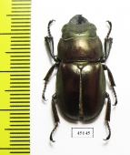 Odontolabis kazuhisai  Indonesia, Sumatra - INSECTS-STORE.RU
