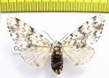 Panthea coenobita  Russia - INSECTS-STORE.RU