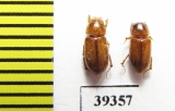 Aphodius pruinosus  Uzbekistan - INSECTS-STORE.RU