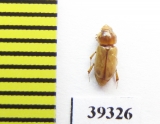 Didactylia pallicolor  Iran, Hormozgan prov. - INSECTS-STORE.RU