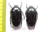 Clerota budda, pair  Indonesia, Java - INSECTS-STORE.RU