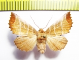 Noctuidae sp.  Russia, Far East - INSECTS-STORE.RU