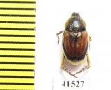 Hopliini sp.  South Africa Rep. - INSECTS-STORE.RU