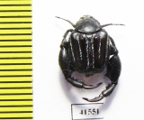 Hopliini sp.  South Africa Rep. - INSECTS-STORE.RU