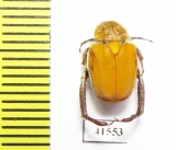 Hopliini sp.  South Africa Rep. - INSECTS-STORE.RU