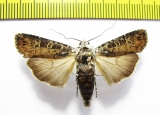 Actebia praecox  Russia, Buryatia reg. - INSECTS-STORE.RU