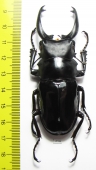 Odontolabis dalmanni celebensis  Indonesia, Peleng isl. 81mm - INSECTS-STORE.RU