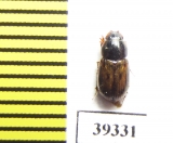 Aphodius auliensis  Uzbekistan - INSECTS-STORE.RU