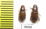 Aphodius gregarius  Russia, Astrakhan reg. - INSECTS-STORE.RU