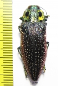 Lampropepla rothschildi  Madagascar  45mm - INSECTS-STORE.RU