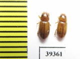 Aphodius bucharicus  Uzbekistan - INSECTS-STORE.RU