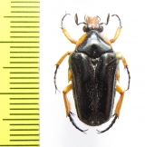 Oncosterna friderici  Indonesia, Sulawesi - INSECTS-STORE.RU