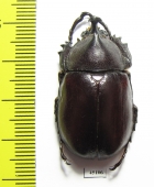 Xylotrupes pauliani  Malaysia - INSECTS-STORE.RU