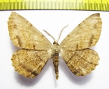 Anticypella diffusaria  Russia, Far East - INSECTS-STORE.RU
