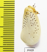 Homoptera sp.  Venezuela - INSECTS-STORE.RU