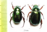 Rutelinae sp.  Laos - INSECTS-STORE.RU