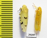 Homoptera sp.  Venezuela - INSECTS-STORE.RU