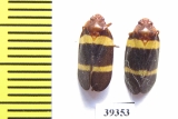 Homoptera sp.  Venezuela - INSECTS-STORE.RU