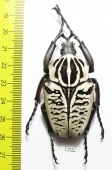 Goliathus albosignathus kirkianus  Tanzania 57mm - INSECTS-STORE.RU