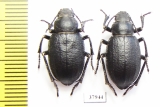 Sternoplax sp.  Kazakhstan - INSECTS-STORE.RU