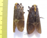 Homoptera sp.  Venezuela - INSECTS-STORE.RU