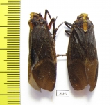 Homoptera sp.  Venezuela - INSECTS-STORE.RU