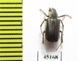 Maechidius sp.  Indonesia, Papua - INSECTS-STORE.RU