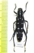 Macroglenea venus  Indonesia, Buru isl. - INSECTS-STORE.RU