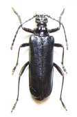 Lepturinae - INSECTS-STORE.RU