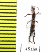 Brentidae sp.  Indonesia, Papua - INSECTS-STORE.RU