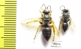 Hymenoptera sp.  Malaysia, Borneo - INSECTS-STORE.RU