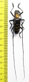 Nemophas helleri  Indonesia, Buru isl. - INSECTS-STORE.RU