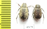 Maechidius sp.  Indonesia, Papua - INSECTS-STORE.RU