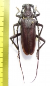 Cerambyx velutinus  France - INSECTS-STORE.RU