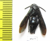 Scoliidae sp.  Indonesia, Papua - INSECTS-STORE.RU