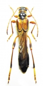 Cerambycinae, Necydalinae - INSECTS-STORE.RU