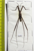 Gerridae sp.  Indonesia, Java - INSECTS-STORE.RU