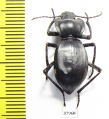 Cyphogenia gibba  Kazakhstan - INSECTS-STORE.RU
