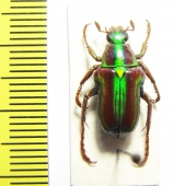 Pygora lenocinia  Madagascar - INSECTS-STORE.RU