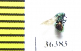 Chrysididae sp.  Russia, Moscow reg. - INSECTS-STORE.RU