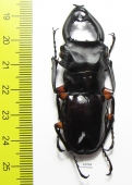 Odontolabis imperialis komorii  Philippines 58mm - INSECTS-STORE.RU