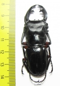 Odontolabis imperialis komorii  Philippines 58mm - INSECTS-STORE.RU