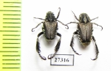 Hopliini sp.  South Africa Rep. - INSECTS-STORE.RU