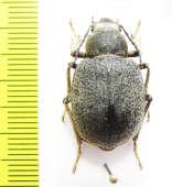 Sternocnera lindti  Tajikistan - INSECTS-STORE.RU